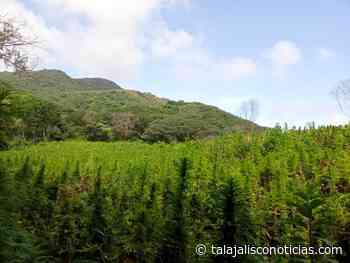 Localizan y destruyen sembradíos de marihuana en Etzatlan, Jalisco. - Tala Jalisco Noticias