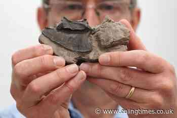 Bird fossil collection bequeathed to Scottish museum - Ealing Times