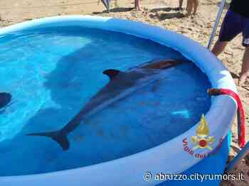 Pineto, salvato giovane delfino spiaggiato alla Torre di Cerrano FOTO/VIDEO - Abruzzo Cityrumors