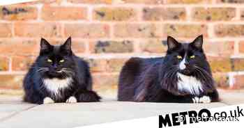 Cats of the Year 2022: Moggies Jasper and Willow have been crowned - Metro.co.uk