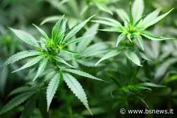 🔴 In casa 96 piante di marijuana: arrestato 38enne di Montichiari - Bsnews.it