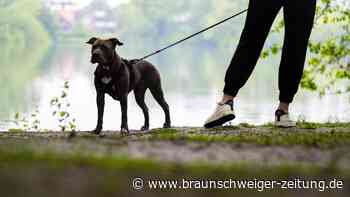 Hund beißt Passanten in Bad Harzburg – Schwerer Motorradunfall
