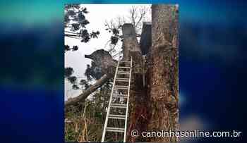 Homem morre em acidente com corte de árvore em Campo Alegre - Canoinhas Online