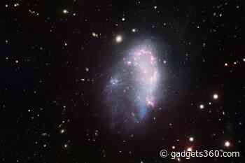 Dwarf Galaxies of Earth’s Second Closest Galaxy Cluster Devoid of Dark Matter Halos