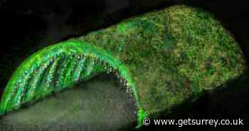 The magical Christmas lights trail and tunnel near Surrey you'll want to visit this winter - Surrey Live