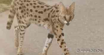 Brandweer vangt tweede exotische kat in Gent in enkele weken - Het Laatste Nieuws