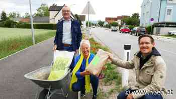 Großer Ärger - Neunkirchen: Blumenwiese abermals abgemäht - NÖN.at