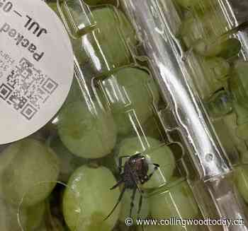 Black widow spider travels from Mexico to Barrie among grapes - CollingwoodToday.ca