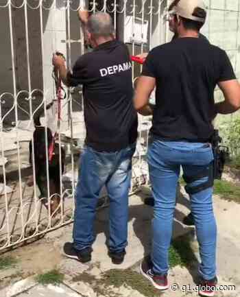 Cachorro é resgatado em residência de Nossa Senhora do Socorro - Globo
