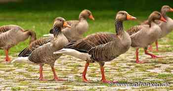 Grub am Forst: Erneuter brutaler Diebstahl - Zwölf Tiere enthauptet