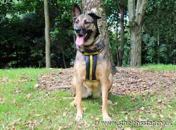 Wirral Globe dog of the week: Sweet Nala is hoping for a forever family - St Helens Star