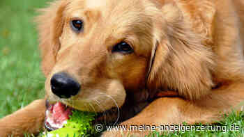 Golden Retriever, Schäferhund und Co.: Das sind die teuersten Hunderassen