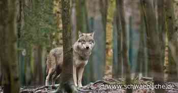 Im Kreis Ravensburg könnte derzeit ein Wolf leben - Schwäbische