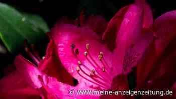 Zikaden von Rhododendron entfernen