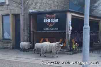 Watch: Sheep spotted roaming the streets of Rawtenstall