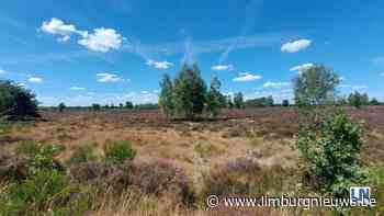 In Limburg: Rook  en vuurverbod in Vlaamse bos  en natuurgebieden