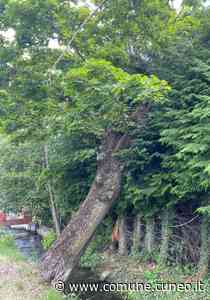 Abbattimento alberi malati o a rischio - Comune di Cuneo