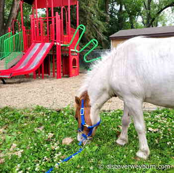 Wherefore art thou, Romeo? He's at the Weyburn Therapeutic Animal Park! - DiscoverWeyburn.com