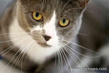 We need to start addressing the problems caused by cats