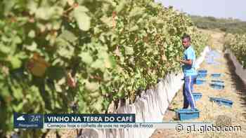 'Engarrafar sonhos': Produtores de vinho em Franca, SP, esperam safra da uva 25% maior que a anterior - Globo