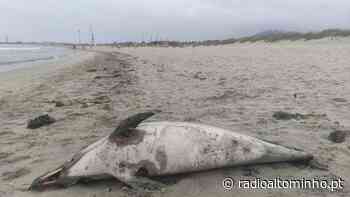 VIANA: E continuam a dar à costa golfinhos mortos sem cauda - Rádio Alto Minho
