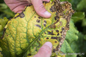 Veel soorten geel én oorzaken ervan in suikerbietenblad - Boerderij