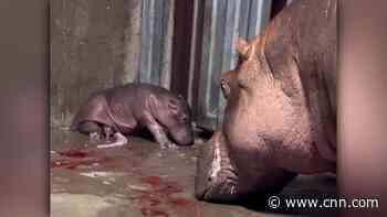 Cincinnati Zoo seeking names for new baby hippo
