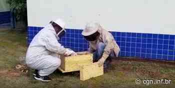 Defesa Civil realiza remoção de abelhas no Cmei do Santa Cruz - CGN