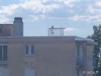 Lyon. "Un abattoir à ciel ouvert" : piégés dans une cage, des pigeons agonisent sur un toit - actu.fr