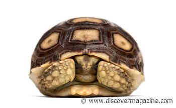 Defining the Line Between Missing and Extinct Species