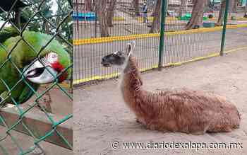 Si visitas el zoológico de Veracruz la alberca es gratis; te damos detalles - Diario de Xalapa