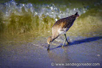 Extreme low Tides for Sanderlings and Willets