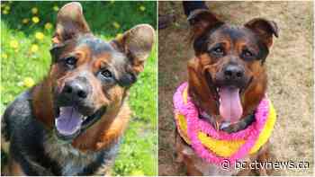 'Socially awkward' dog gets 'pity party' after spending more than a year in a B.C. shelter
