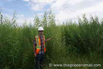 Planting trees is a popular climate-change solution. Canada's plan to get two billion in the ground is proving difficult to execute - The Globe and Mail