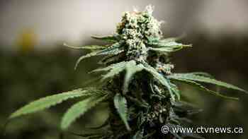 Ottawa on track to spend $200M per year on cannabis for veterans - CTV News