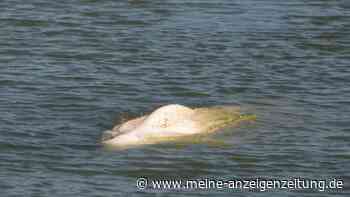 Belugawal soll aus der Seine ins Meer gebracht werden