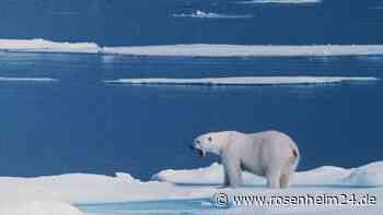 Eisbär verletzt Touristin auf Spitzbergen und wird getötet