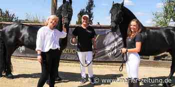 Marl: Familienfest mit Pferden lockt viele Besucher auf Grönings Hof - Marler Zeitung