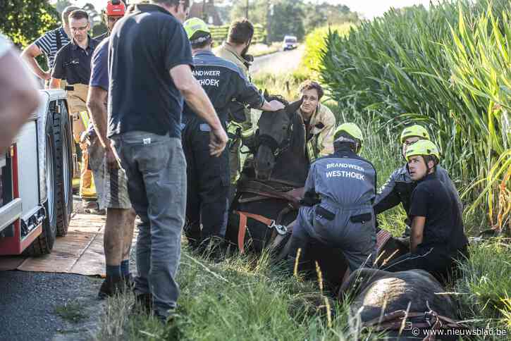 Koets met twee paarden sukkelt in gracht