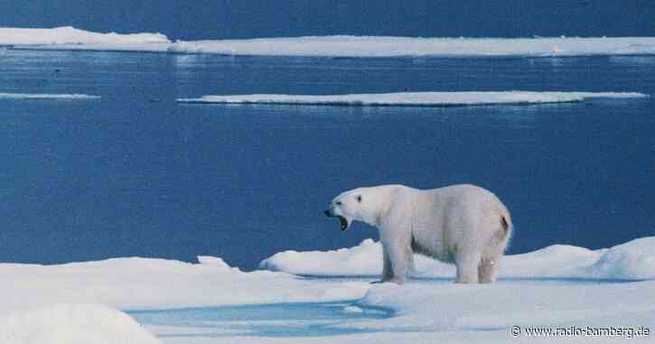 Eisbär verletzt Touristin auf Spitzbergen und wird getötet