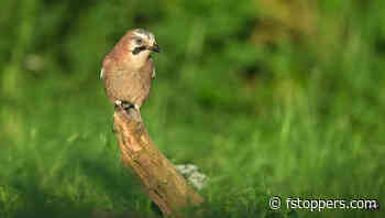 How to Photograph Shy Birds