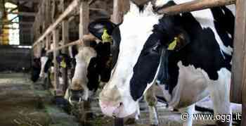 Olanda, la proposta di legge choc: abbattere una mucca su tre per ridurre l’inquinamento. E gli allevatori s - OGGI
