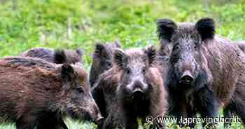 "Cento cinghiali censiti nel Parco Oglio Nord" - La Provincia di Cremona e Crema