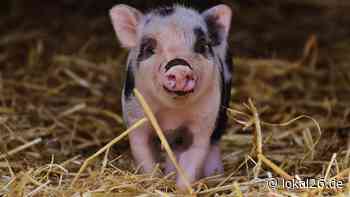 Tierquälerei in Friesland: Schweine in Jever von Unbekannten verletzt - Lokal26