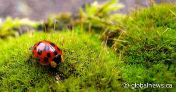 Edmonton committee considers ban on cosmetic pesticides on public, private property