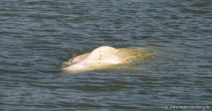 Belugawal soll aus der Seine ins Meer gebracht werden