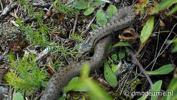 Niet schrikken; er zitten weer gladde slangen in de Deurnsche Peel - DMG Deurne