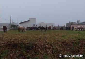 Cavalos soltos geram transtorno no trânsito em Vacaria - Portal Leouve