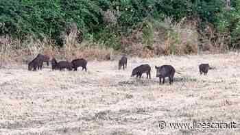 Prosegue l'abbattimento dei cinghiali a Pescara e dintorni: una trentina gli animali eliminati dalle guardie venatorie - IlPescara