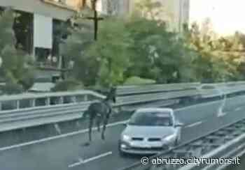 Pescara, cavallo in fuga sull'Asse Attrezzato: panico tra gli automobilisti-VIDEO - Abruzzo Cityrumors